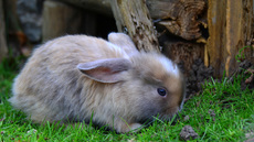 Kaninchen (06).jpg
